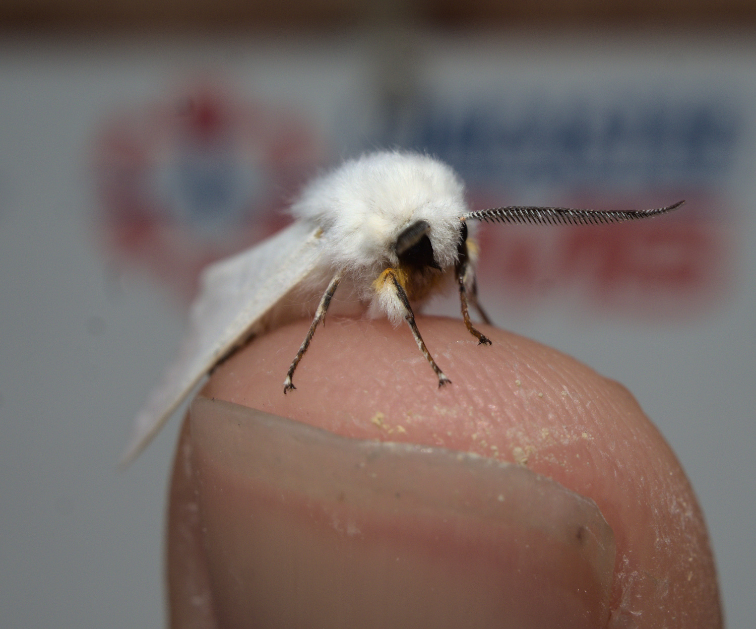 The happiest moth_20210505.jpg